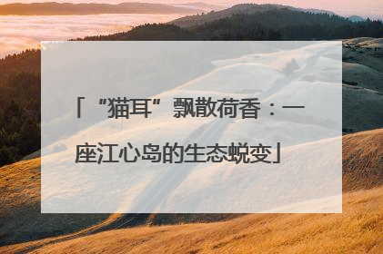 “猫耳”飘散荷香：一座江心岛的生态蜕变