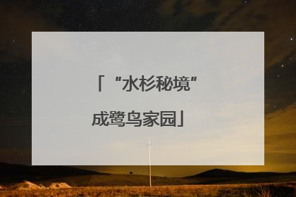 “水杉秘境”成鹭鸟家园