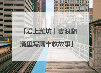 爱上潍坊丨麦浪翻涌里写满丰收故事