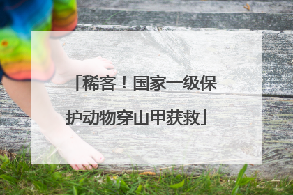 稀客！国家一级保护动物穿山甲获救