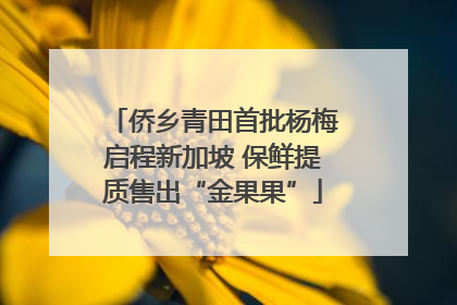 侨乡青田首批杨梅启程新加坡 保鲜提质售出“金果果”