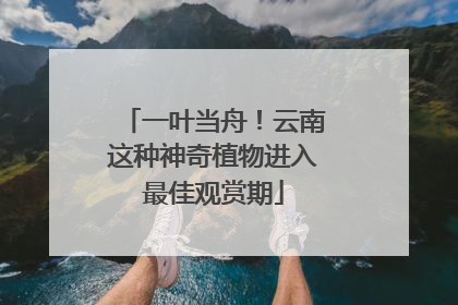 一叶当舟！云南这种神奇植物进入最佳观赏期