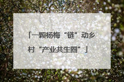一颗杨梅“链”动乡村“产业共生圈”