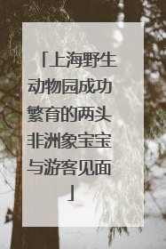 上海野生动物园成功繁育的两头非洲象宝宝与游客见面