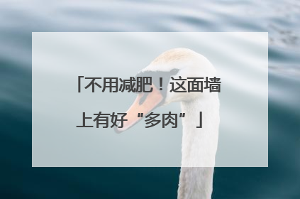 不用减肥！这面墙上有好“多肉”