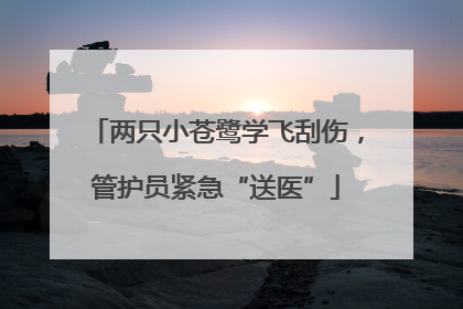 两只小苍鹭学飞刮伤，管护员紧急“送医”