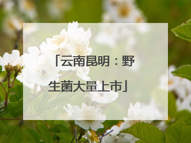 云南昆明：野生菌大量上市