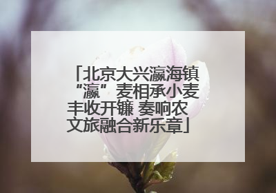 北京大兴瀛海镇“瀛”麦相承小麦丰收开镰 奏响农文旅融合新乐章