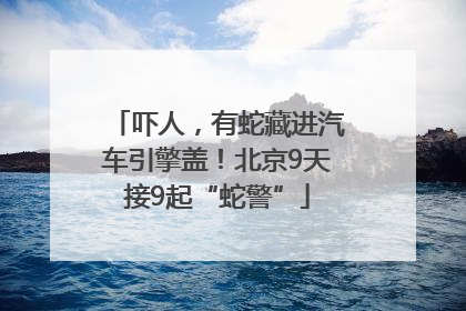 吓人，有蛇藏进汽车引擎盖！北京9天接9起“蛇警”