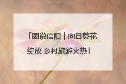 图说信阳｜向日葵花绽放 乡村旅游火热
