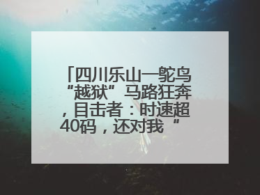 四川乐山一鸵鸟“越狱”马路狂奔，目击者：时速超40码，还对我“笑”了下