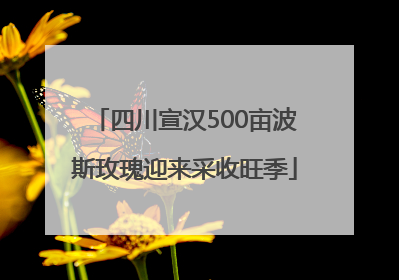 四川宣汉500亩波斯玫瑰迎来采收旺季
