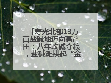 寿光北部13万亩盐碱地迈向高产田：八年改碱夺粮，盐碱滩拱起“金粮仓”