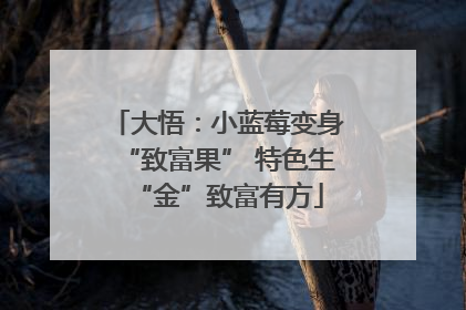 大悟：小蓝莓变身“致富果” 特色生“金”致富有方