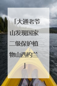 大通老爷山发现国家二级保护植物山西杓兰