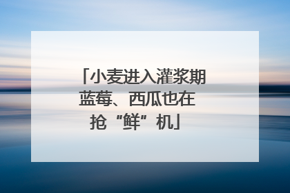 小麦进入灌浆期 蓝莓、西瓜也在抢“鲜”机