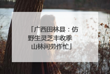 广西田林县：仿野生灵芝丰收季 山林间劳作忙