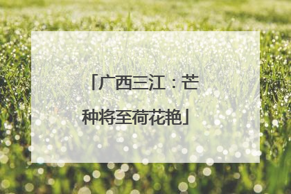 广西三江：芒种将至荷花艳