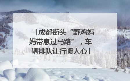 成都街头“野鸡妈妈带崽过马路”，车辆排队让行暖人心