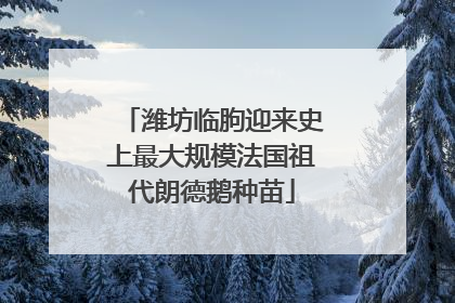 潍坊临朐迎来史上最大规模法国祖代朗德鹅种苗