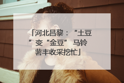 河北昌黎：“土豆”变“金豆” 马铃薯丰收采挖忙