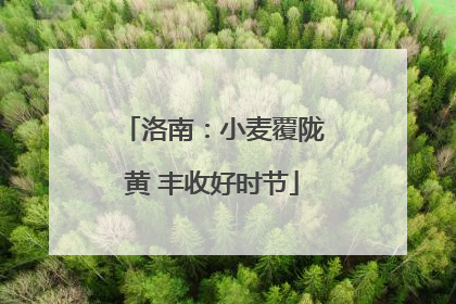 洛南：小麦覆陇黄 丰收好时节