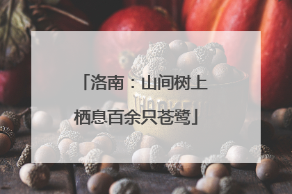 洛南：山间树上栖息百余只苍鹭