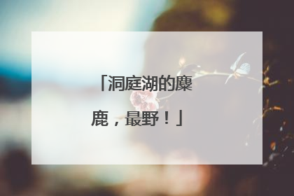 洞庭湖的麋鹿，最野！