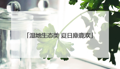 湿地生态美 夏日麋鹿欢