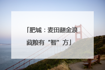 肥城：麦田翻金浪藏粮有“智”方