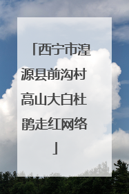 西宁市湟源县前沟村高山大白杜鹃走红网络