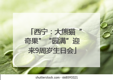 西宁：大熊猫“奇果”“园满”迎来9周岁生日会