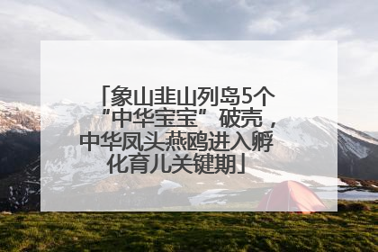 象山韭山列岛5个“中华宝宝”破壳，中华凤头燕鸥进入孵化育儿关键期