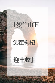 贺兰山下 头茬枸杞迎丰收