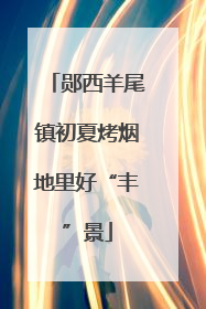 郧西羊尾镇初夏烤烟地里好“丰”景