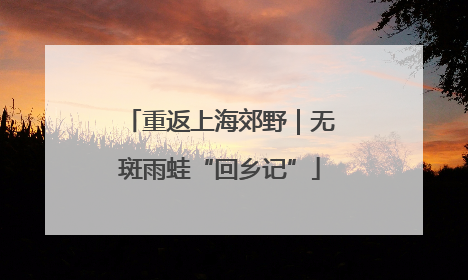 重返上海郊野｜无斑雨蛙“回乡记”