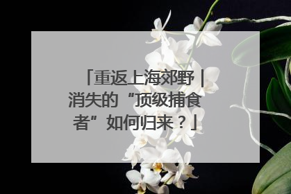 重返上海郊野｜消失的“顶级捕食者”如何归来？