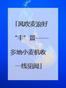 风吹麦浪好“丰”景——多地小麦机收一线见闻