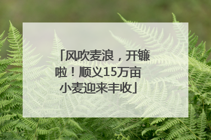 风吹麦浪，开镰啦！顺义15万亩小麦迎来丰收