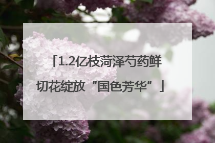 1.2亿枝菏泽芍药鲜切花绽放“国色芳华”
